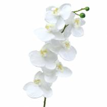 daiktų Dirbtinė orchidėja dirbtinė gėlė balta Ø6,5-8cm 77cm