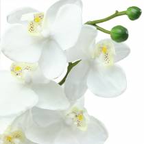 daiktų Dirbtinė orchidėja dirbtinė gėlė balta Ø6,5-8cm 77cm