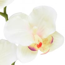 daiktų Orchid Phalaenopsis dirbtinės 6 žiedų kreminės rožinės spalvos 70cm