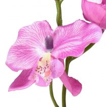 daiktų Orchidėja Phalaenopsis dirbtinė 6 žiedai violetiniai 70cm