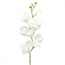 daiktų Orchid Phalaenopsis dirbtinės 6 žiedų baltos kreminės spalvos 70cm