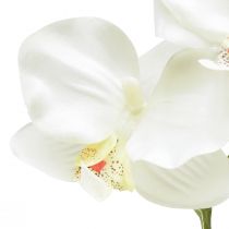 daiktų Orchid Phalaenopsis dirbtinės 6 žiedų baltos kreminės spalvos 70cm