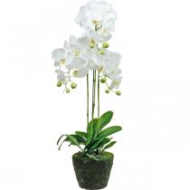 daiktų Dirbtinės orchidėjos vazonui baltos 80cm