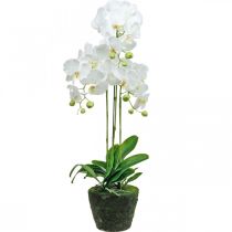 daiktų Dirbtinės orchidėjos vazonui baltos 80cm