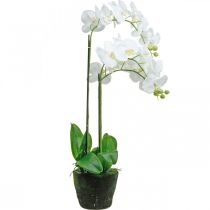 daiktų Dirbtinės orchidėjos vazonui baltos 80cm