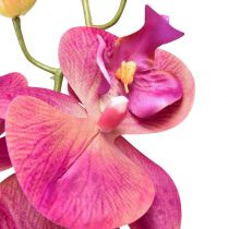daiktų Dirbtinė orchidėja Phalaenopsis Orchid Fuchsia 78cm