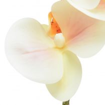 daiktų Dirbtinis Orchid Cream Oranžinis Phalaenopsis 78cm