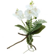 Orchidėja balta su samanų kamuoliukais ir šaknimis 36cm