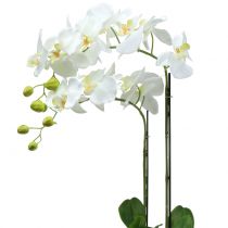 Balta orchidėja ant 65 cm lemputės