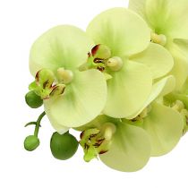 daiktų Orchidėjos šakelė šviesiai žalia L58cm