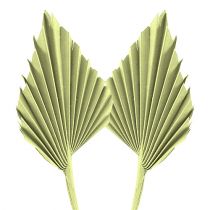 daiktų Palmspear obuolių žalias balintas 65 vnt