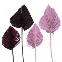 daiktų Palmspear Mix Pink Berry, White Washed Memorial Floristry 65 vnt