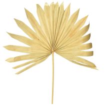daiktų Palmspear Sun Natural Palm Leaf Dried Natural Decoration 30 vnt