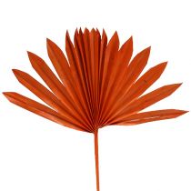 Palmspear Sun Orange 30vnt