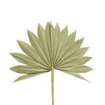 daiktų Palmspear Sun mini gamta 50 vnt