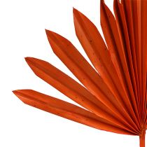 Palmspear Sun mini Orange 50p