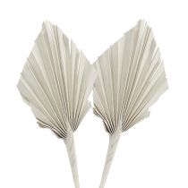 daiktų Palmspear Mini White skalbtas 100 vnt