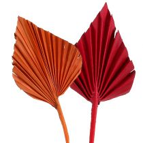 daiktų Palmspear asorti raudona/oranžinė 50 vnt