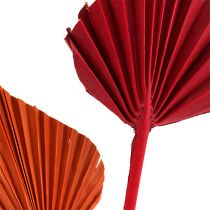 daiktų Palmspear asorti raudona/oranžinė 50 vnt