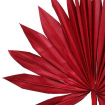 Palmspear Sun Red 30vnt