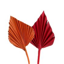 daiktų Palmspear mini rūšis. Raudona/Oranžinė 100 vnt