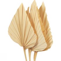 daiktų Palmės spygliuočiai palmių lapai, natūrali apdaila, balinti 12,5×38 cm 4 vnt