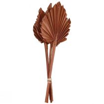 daiktų Palmės palmių lapai natūrali puošyba ruda 5-9×14cm L35cm 4 vnt