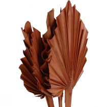 daiktų Palmės palmių lapai natūrali puošyba ruda 5-9×14cm L35cm 4 vnt