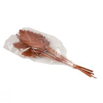 daiktų Palmės palmių lapai natūrali puošyba ruda 5-9×14cm L35cm 4 vnt