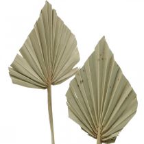daiktų Mini delninis ietis, sausa floristika, Advento puošmena, atminimo dienos natūralus L33-34cm P7-9cm 4 vnt.