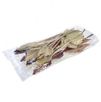 daiktų Palmspear rūšiuotos Maroko 30 vnt.