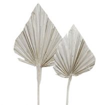 daiktų Balta delninė ietis 10cm - 15cm L33cm 65 vnt