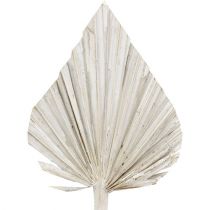 Palminė ietis skalbta balta 10cm - 15cm L33cm 65psl