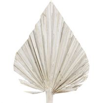daiktų Balta delninė ietis 10cm - 15cm L33cm 65 vnt
