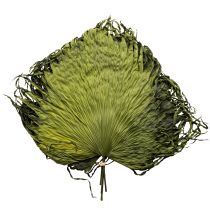 daiktų Palmių lapų dekoracijos egzotiškoms kompozicijoms ir stalo dekoravimui, 5 vnt.