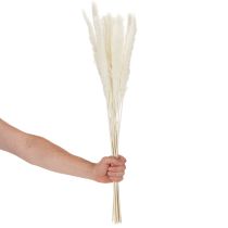 daiktų Pampas žolės džiovintos gėlės balintos 70 cm 15 vnt.
