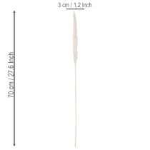 daiktų Pampas žolės džiovintos gėlės balintos 70 cm 15 vnt.