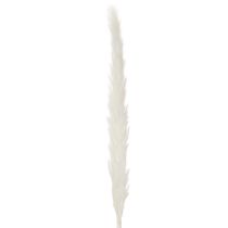 daiktų Pampas žolės džiovintos gėlės balintos 70 cm 15 vnt.