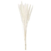 daiktų Pampas žolės džiovintos gėlės balintos 70 cm 15 vnt.