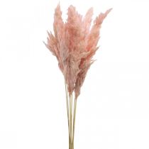 Pampos žolė džiovinta rožinė sausa floristika 65-75cm 6vnt