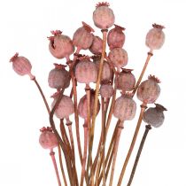 daiktų Dry Deco aguonų kapsulės Rožinės aguonos spalvos džiovintos gėlės 75g