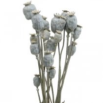Deco Poppy Baltos Džiovintos Gėlės Aguonų kapsulės Papaver Kekė 75g