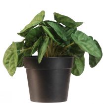 daiktų Peperomia Green Twist - Tvirtas, dekoratyvus kambarinis augalas 20 cm vazone