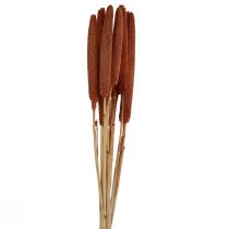 daiktų Pearl Millet Dekoratyvinės Nendrės Babala Millet Brown 70cm 10 vnt