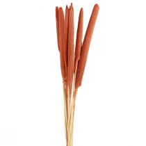 daiktų Perlinės soros nendrės Babala soros apelsinas 70cm 10 vnt