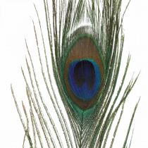 Povo plunksnos deco tikros plunksnos rankdarbiams natūralios 24-32cm 24vnt