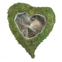 Augalo širdelė samanų žalia augalų dubuo širdelė 20x20x5,5cm