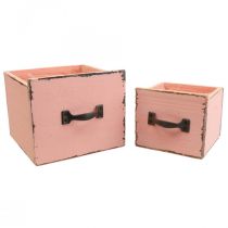 Augalų stalčius augalų dėžutės medis Persikas 12,5/16cm rinkinys po 2