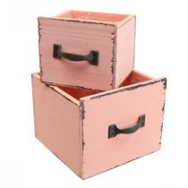 Augalų stalčius augalų dėžutės medis Persikas 12,5/16cm rinkinys po 2