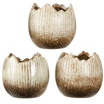 daiktų Augalų vazonas Keraminis kiaušinis skaldytas kreminis rudas Ø9,5cm 3 vnt